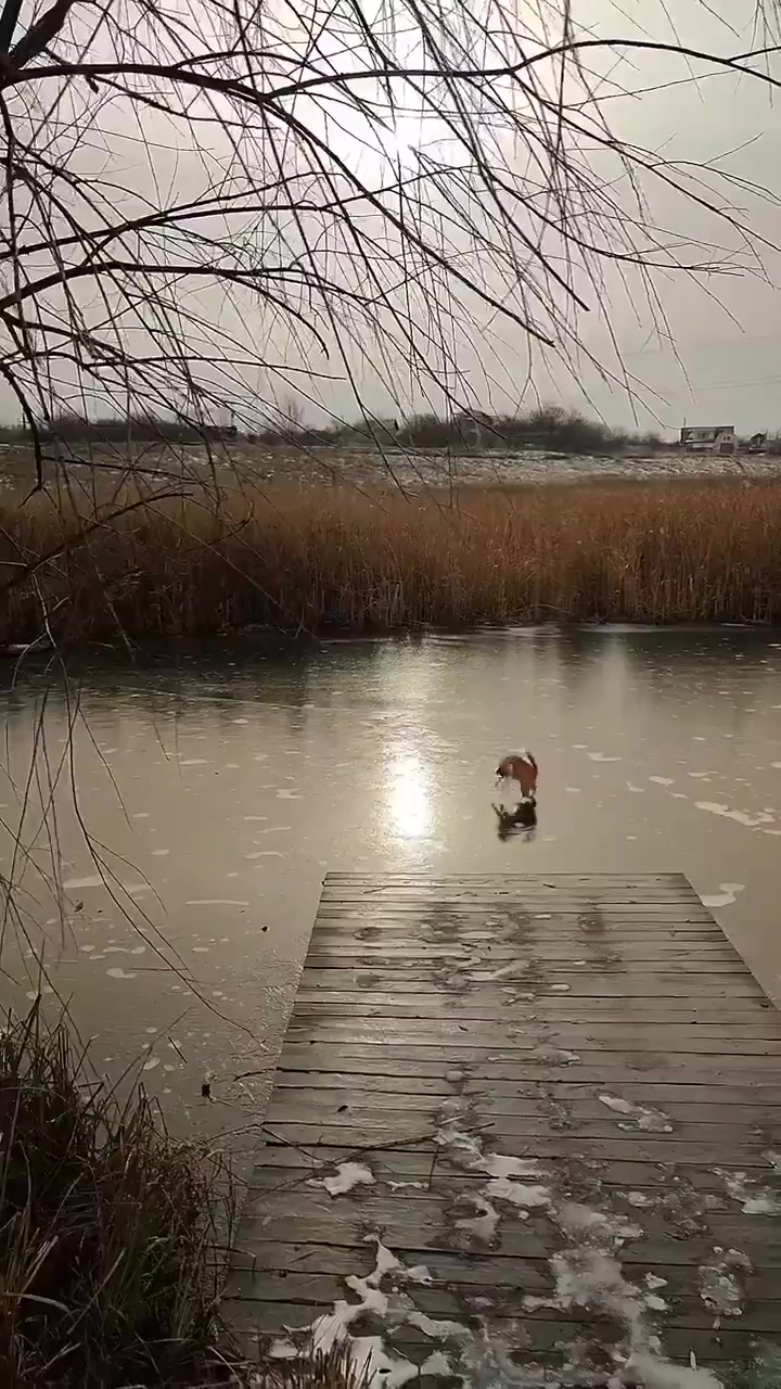 Dumpert Visjes Onder Het Ijs