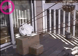 e0a4c698_FDY7NFf.gif