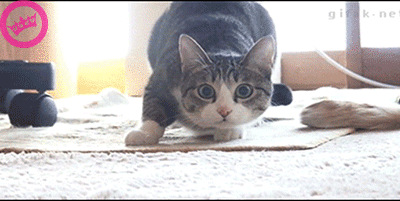 e0a4c698_vP2tUvM.gif