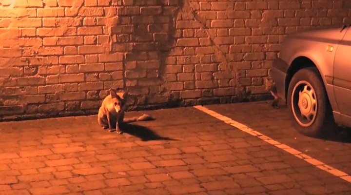 Ice La Fox Gif Telegraph