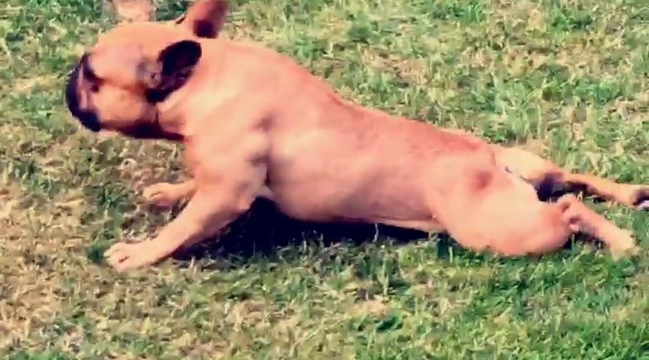 hond neuken