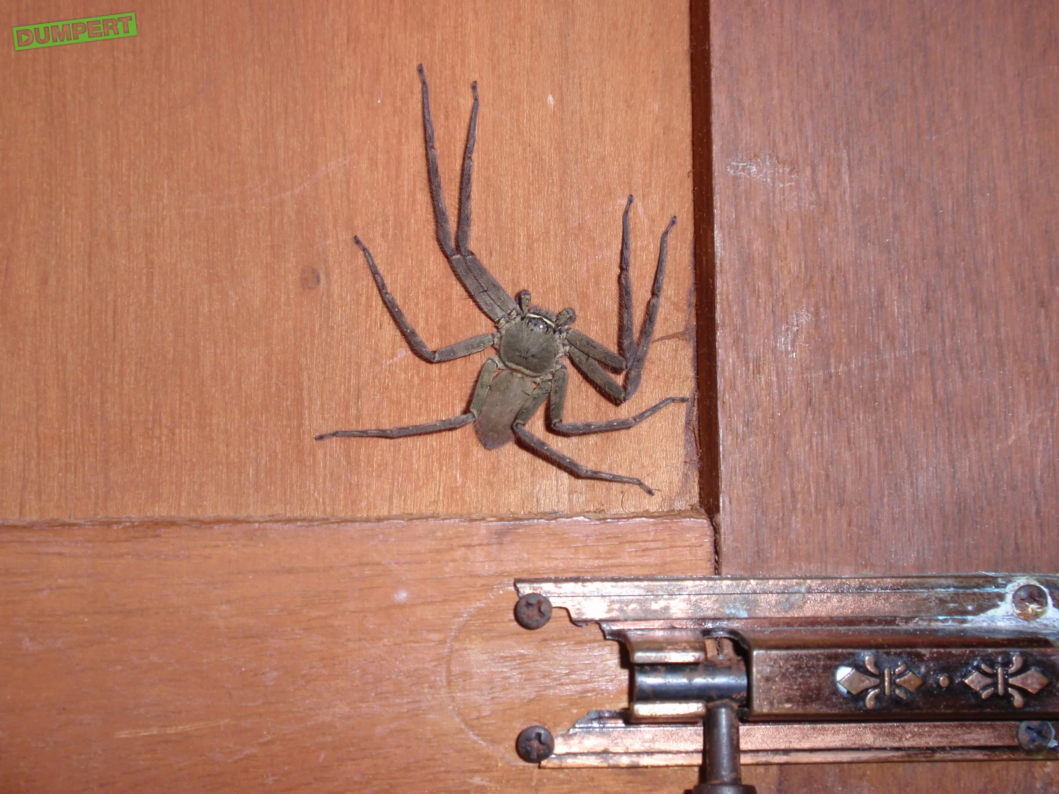 In de categorie Huntsman-spiders