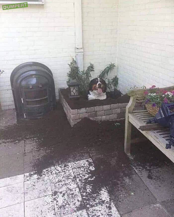 Hond is klaar mee