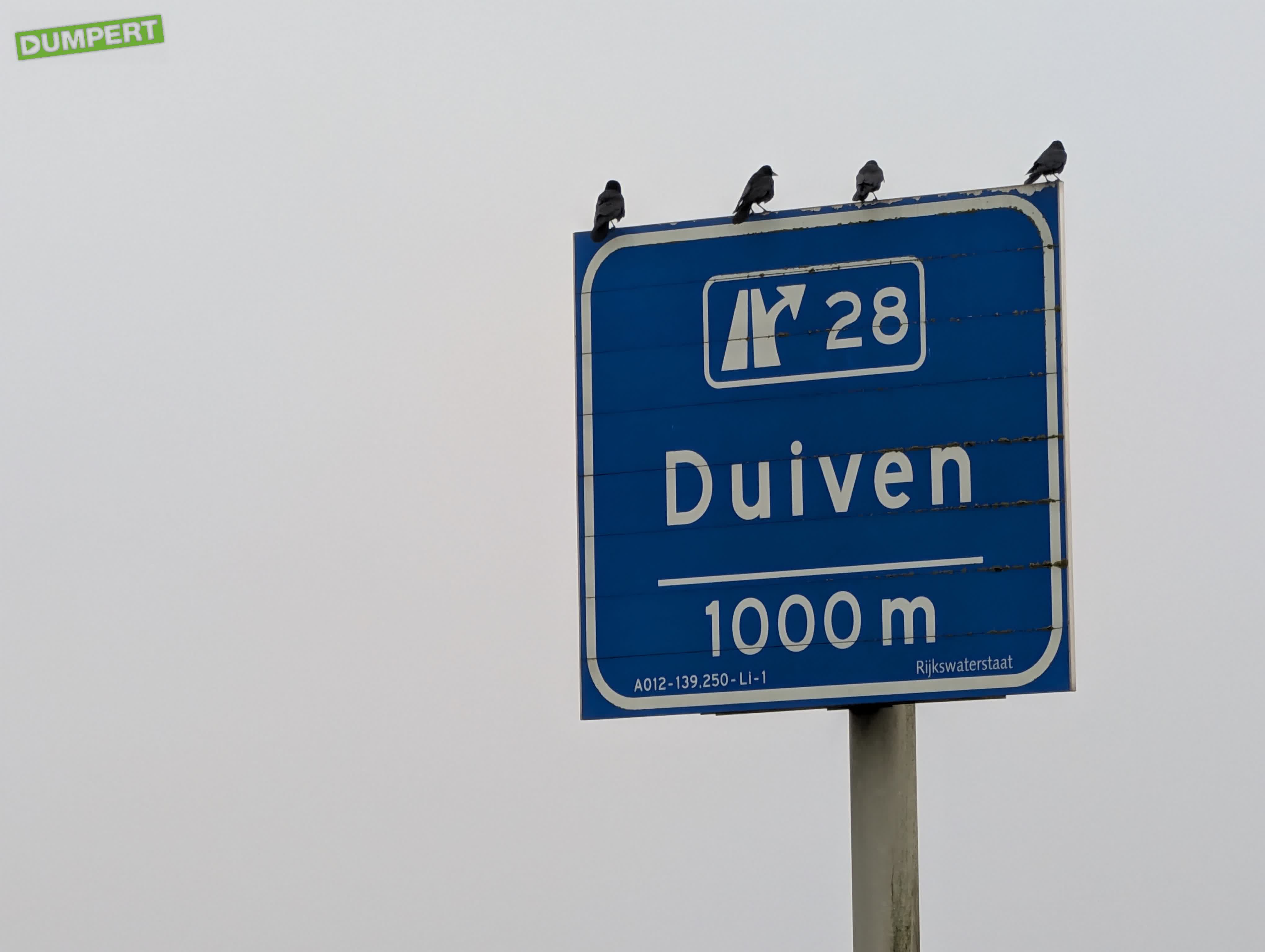 Duiven 