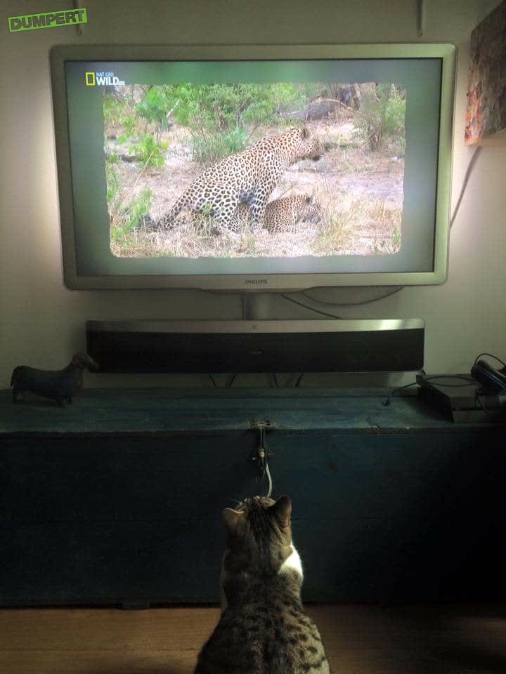 Poekkie watching porn