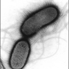 Killerkomkommer bacterie