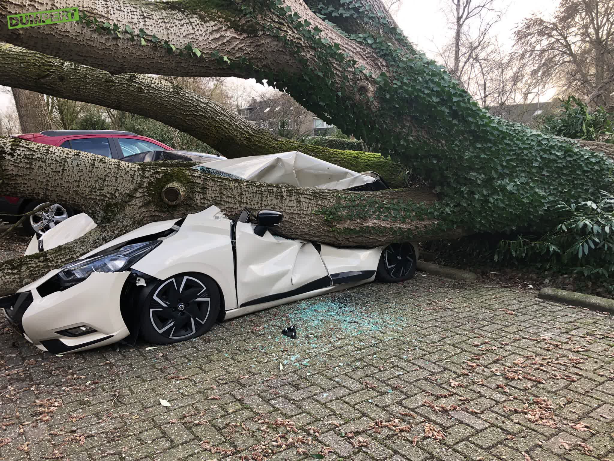 Grootste boom van Nederland op m’n auto