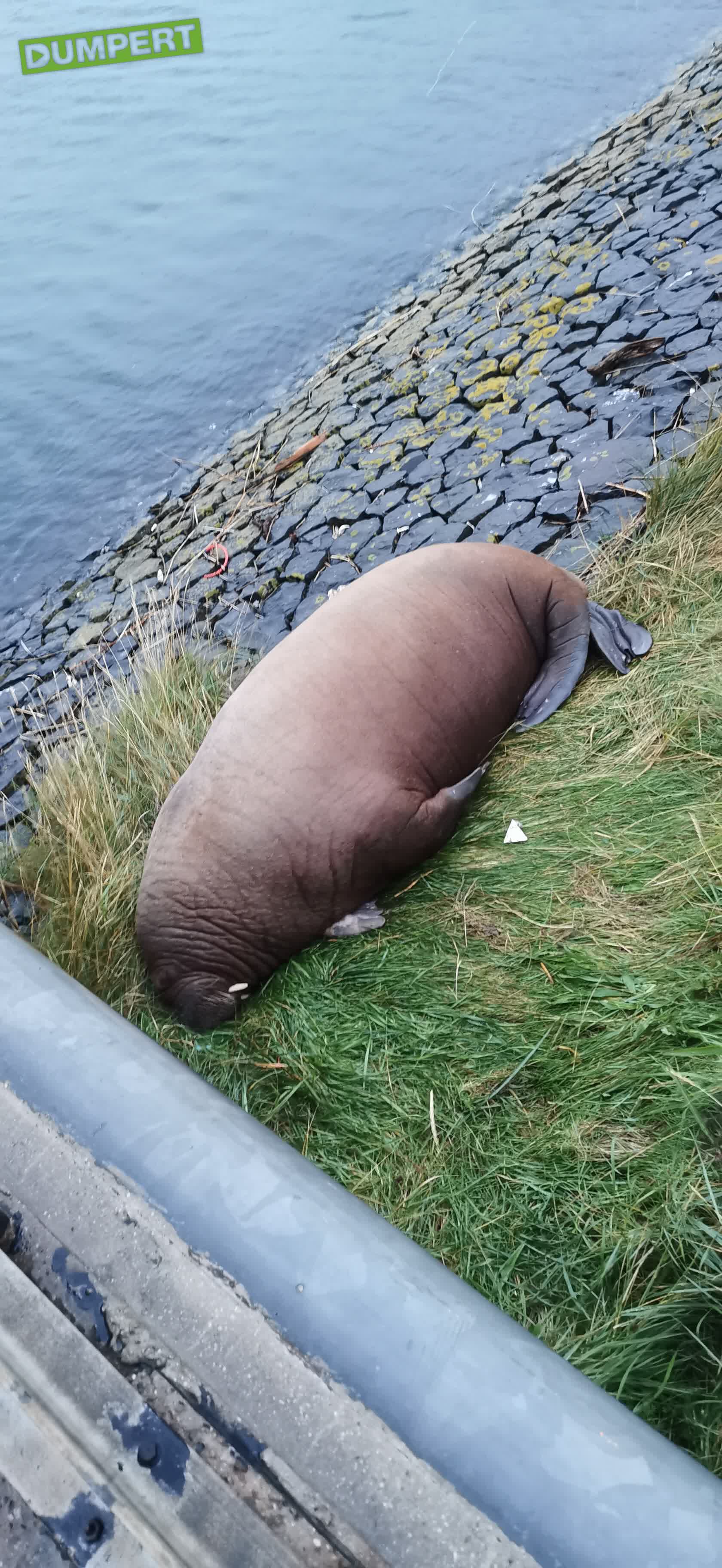 Walrus gespot in Den Helder 