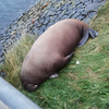 Walrus gespot in Den Helder 