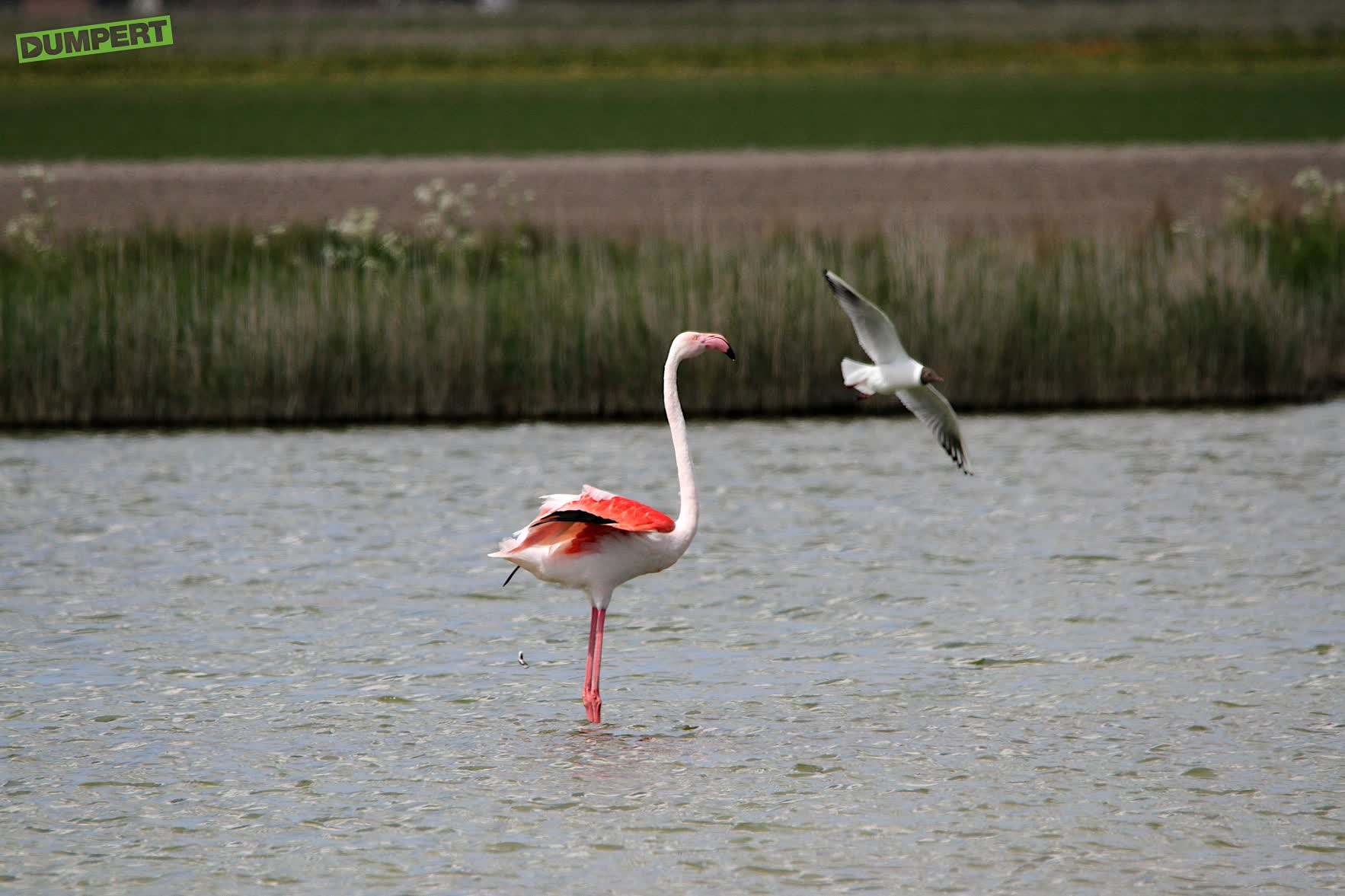 Flamingo op Texel