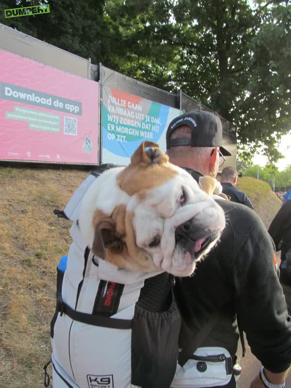 Hond mee op de vierdaagse?