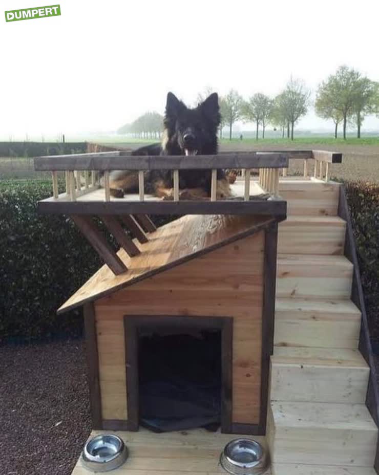 Hond heeft dakterras