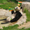Panda ook WK Ready