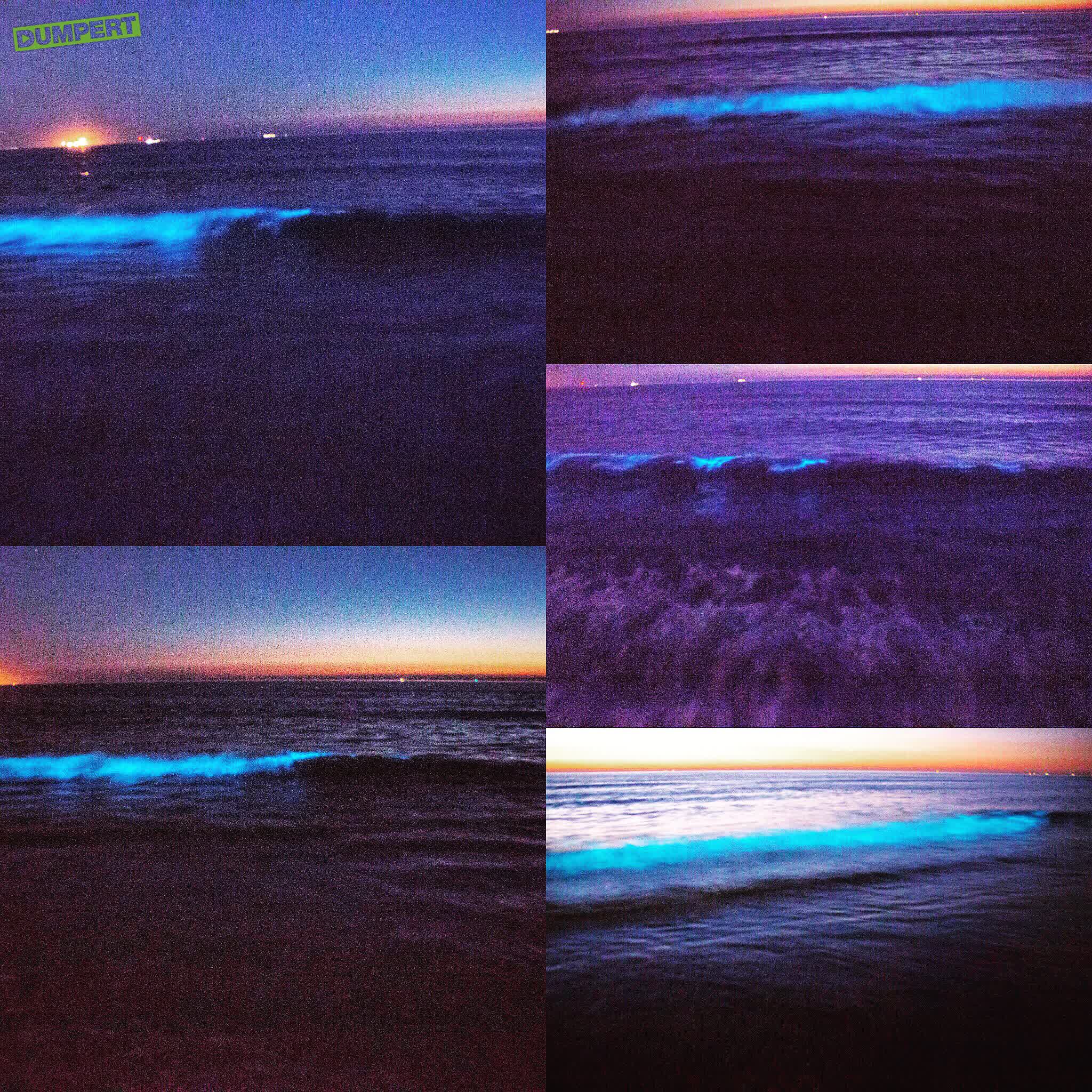 Magisch zeevonk bij Hoek van Holland