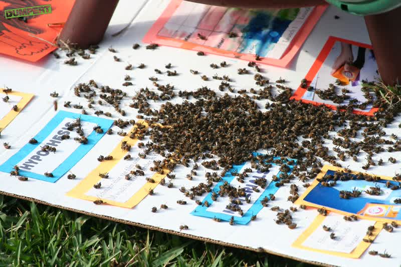 Imkers zuigen, bijen verwijderen doe je zeau
