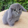 Katten maar dan anders 