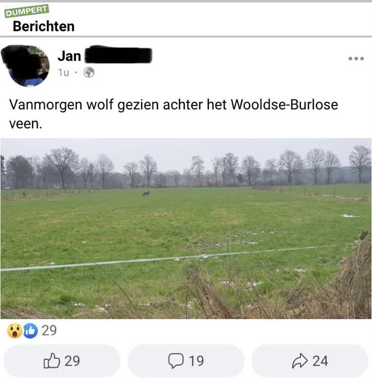 Wolf gespot in Winterswijk 