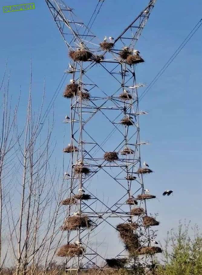 Nestdrang