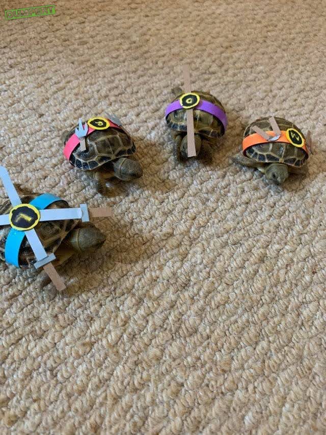 Ninja Turtles thuis