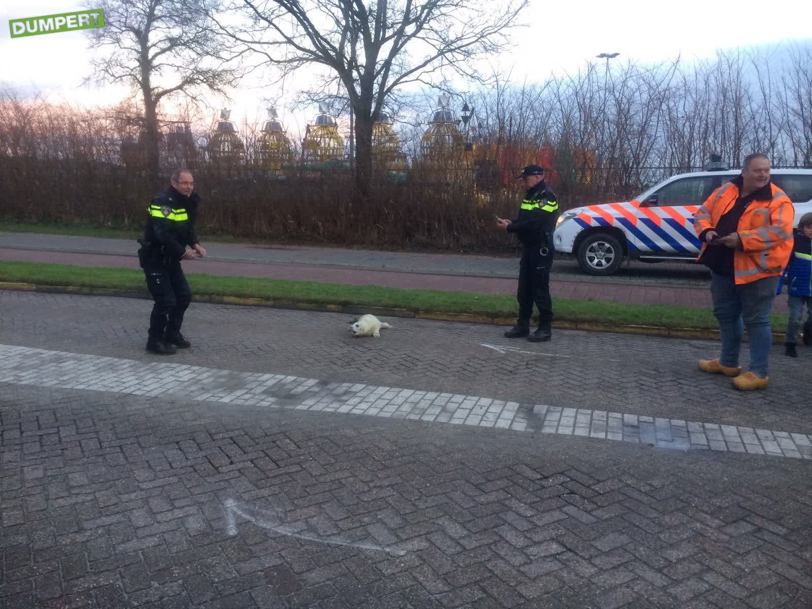 Zeehond steekt weg over op Terschelling