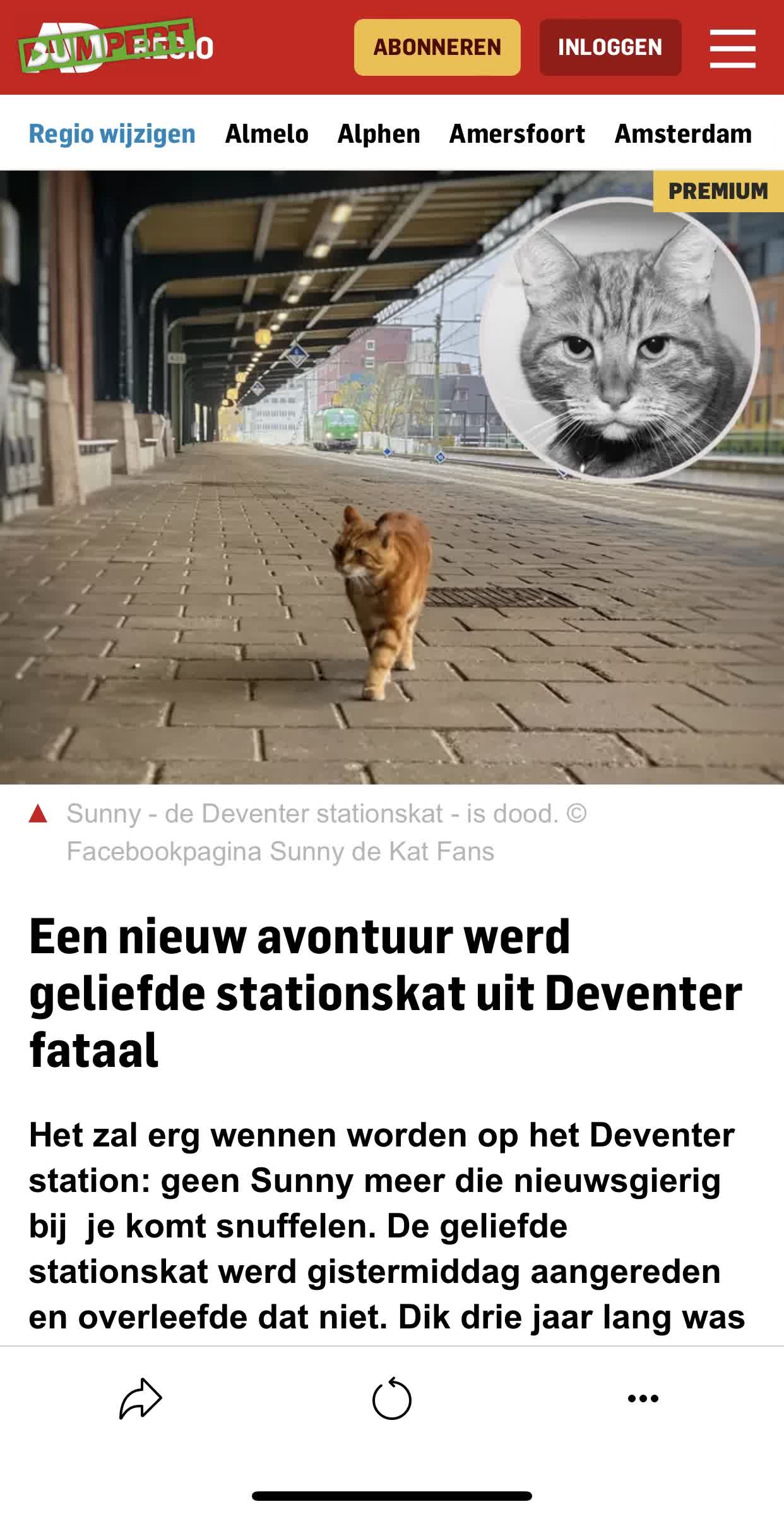Bekendste kat uit Deventer “Sunny” is niet meer