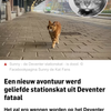 Bekendste kat uit Deventer “Sunny” is niet meer