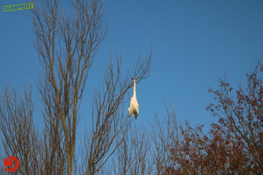 Zelfmoordzwaan