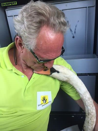Botlekzwaan geeft knuffel na schoongemaakt te zijn.
