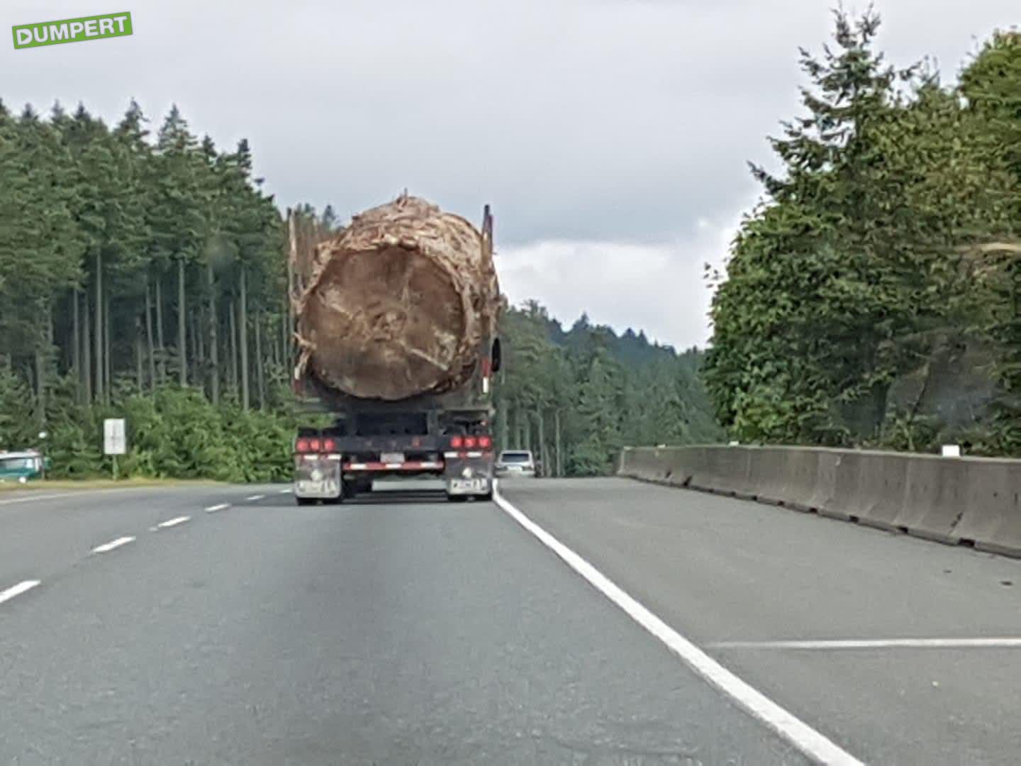 Klein boompje op de snelweg 