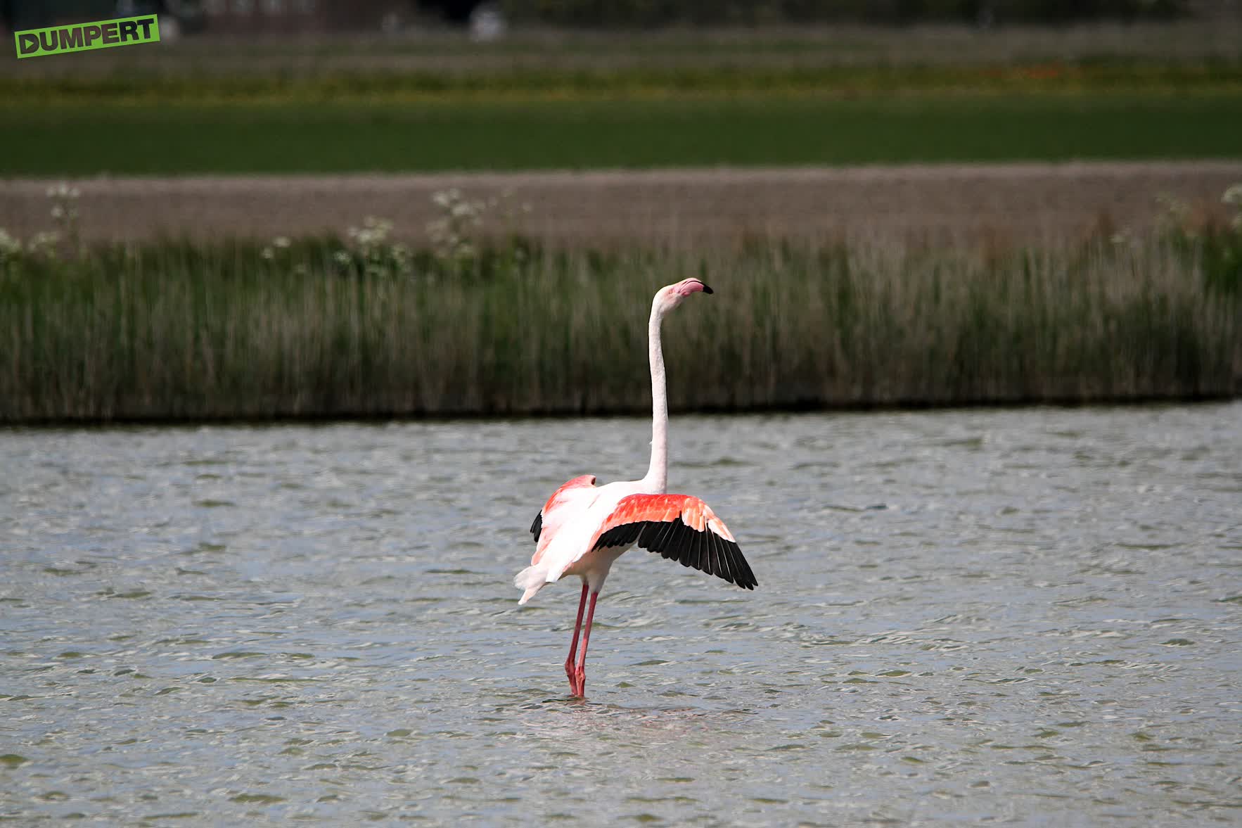 Flamingo op Texel