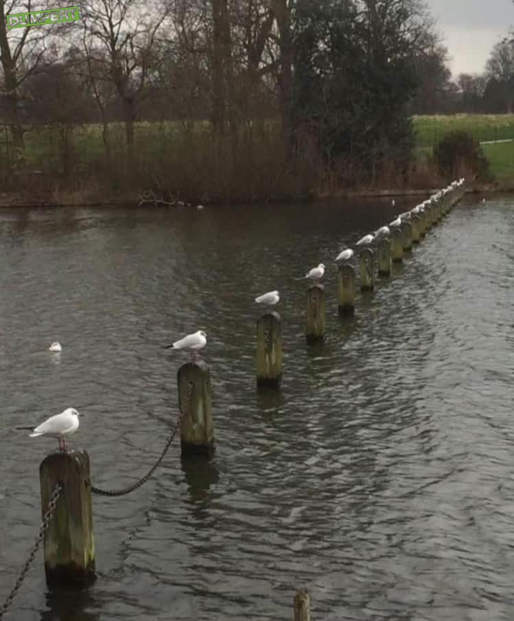 De meeuwen snappen het wel
