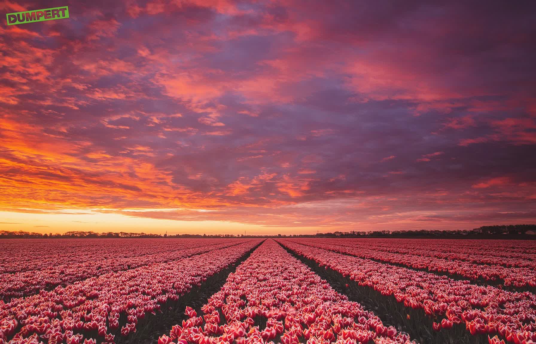 Saharazand en tulpen