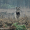 Wolf gespot op Veluwe vanmorgen 