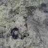 Mininatuurbattle: natte vuilniszak vreet krab op