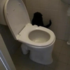 Kat onderzoekt een nieuw toilet