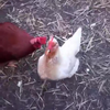 Voorzichtig als je de kippen voert