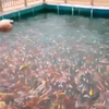 Even de visjes eten geven
