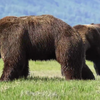 Beren in Alaska hebben een meningsverschil