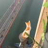 Kat zonder hoogtevrees