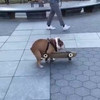 Hond berijdt skateboard