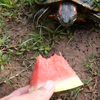Schildpadden omnommen meloen