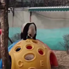 Panda's, hoe bestaan ze nog? 