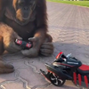 Orang-Oetan heeft nieuw speelgoed