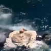 Ausie jumpt op walviskadaver omsingeld door haaien
