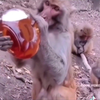 Aap hartje alcohol