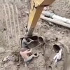 Geboorte van een bouwvakker