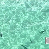 Shark Swarm Off Florida Coast