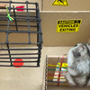 Hamster doet nextlevel obstacle course