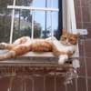 Kat doet chillen