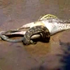 Python eet wallaby
